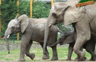 03 - Elefántok, nyíregyházi állatkert