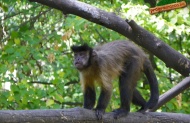 09 - Kapucinus majom, abonyi állatkert
