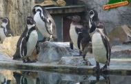 05 - Pingvinek, nyíregyházi állatkert