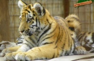 07 - Tigris, abonyi állatkert